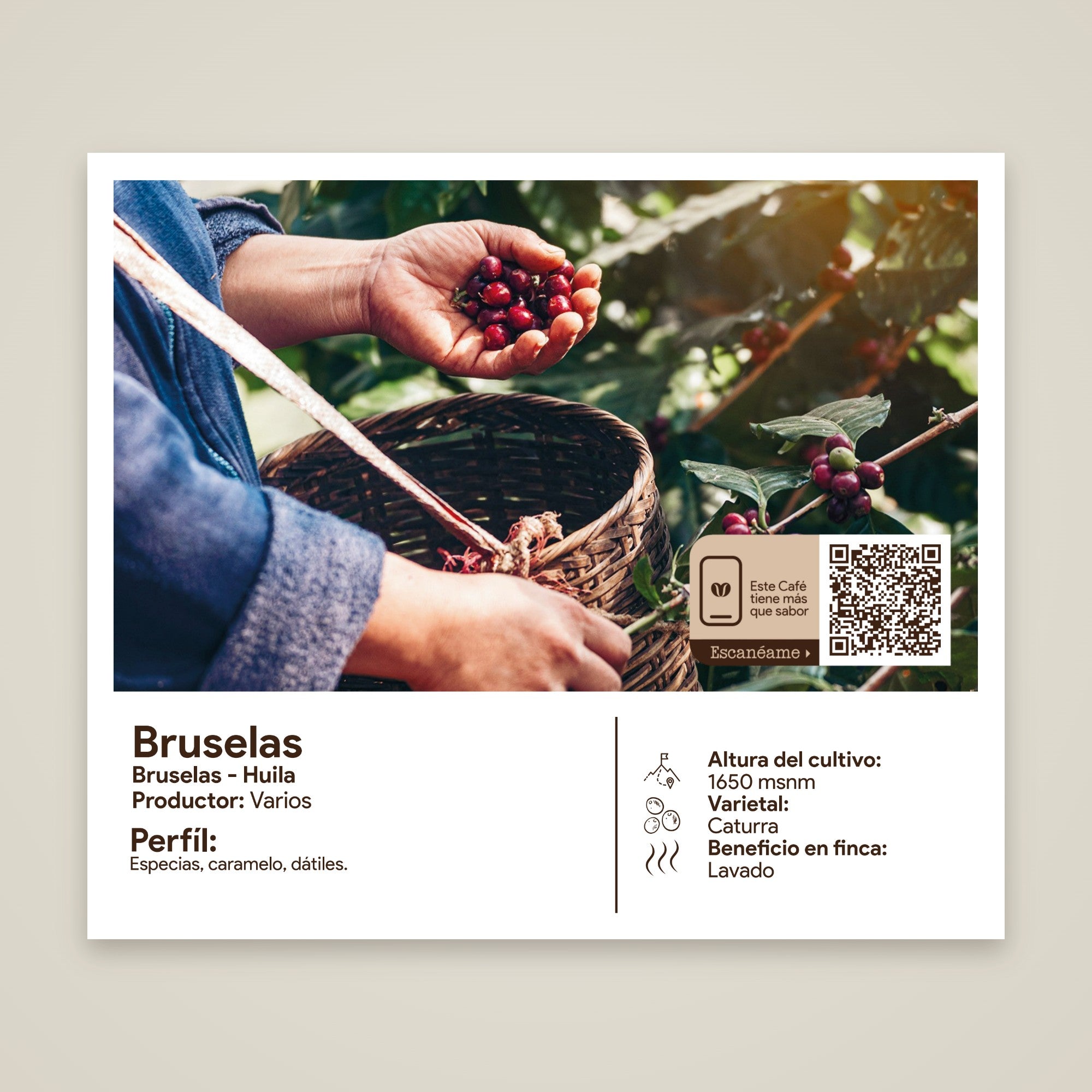 Etiqueta del café Bruselas: origen, productor y perfil