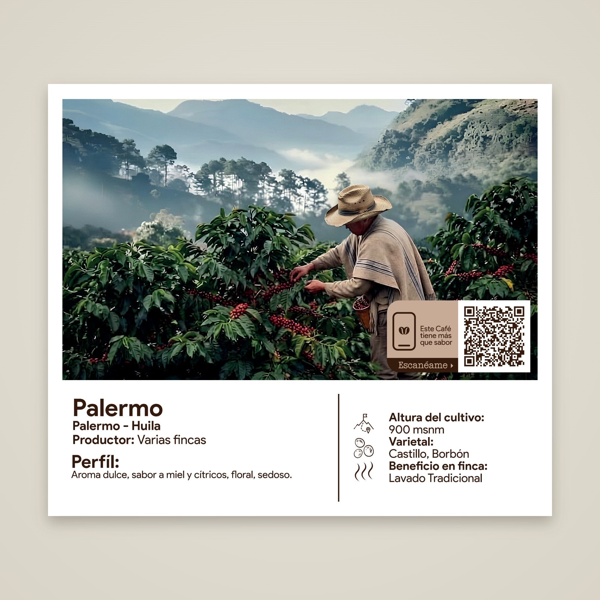 Etiqueta del café Palermo: origen, productor y perfil