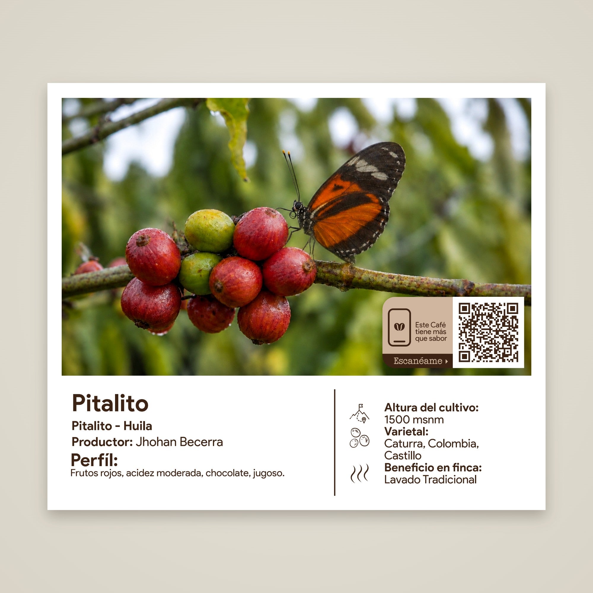 Etiqueta del café Pitalito: origen, productor y perfil
