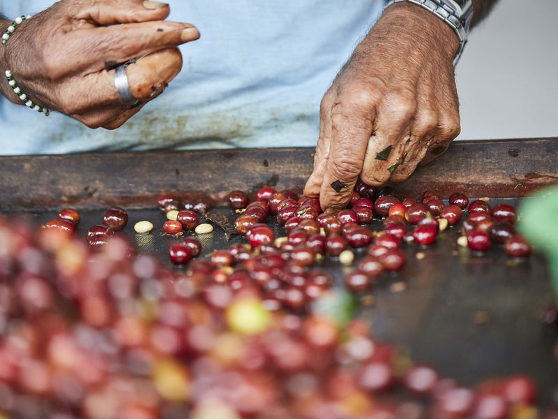 Selección del fruto entero antes del secado (foto de banco, provisional para Acevedo)