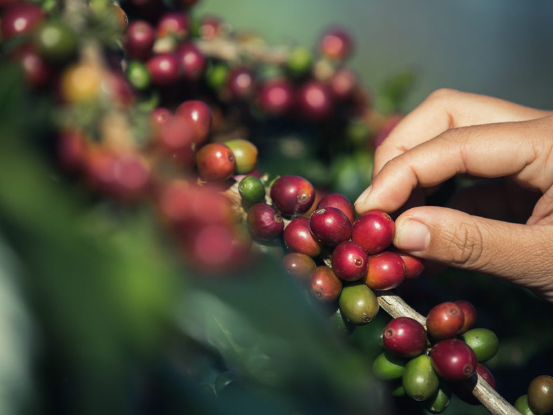 Manos recogiendo cerezas maduras (foto de banco, provisional para Bruselas)