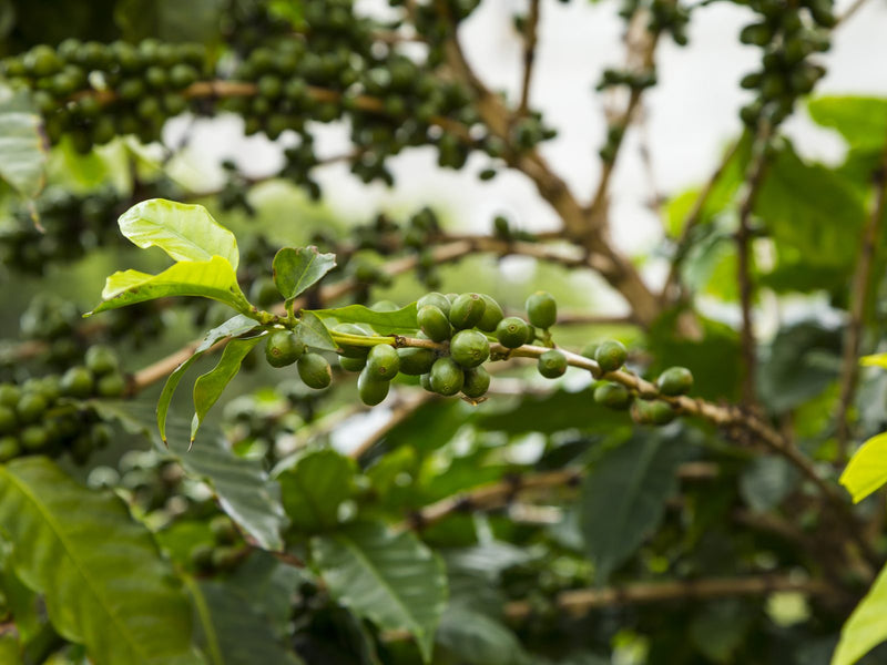 Cafetal sano con fruto verde (foto de banco, provisional para Pinchote)